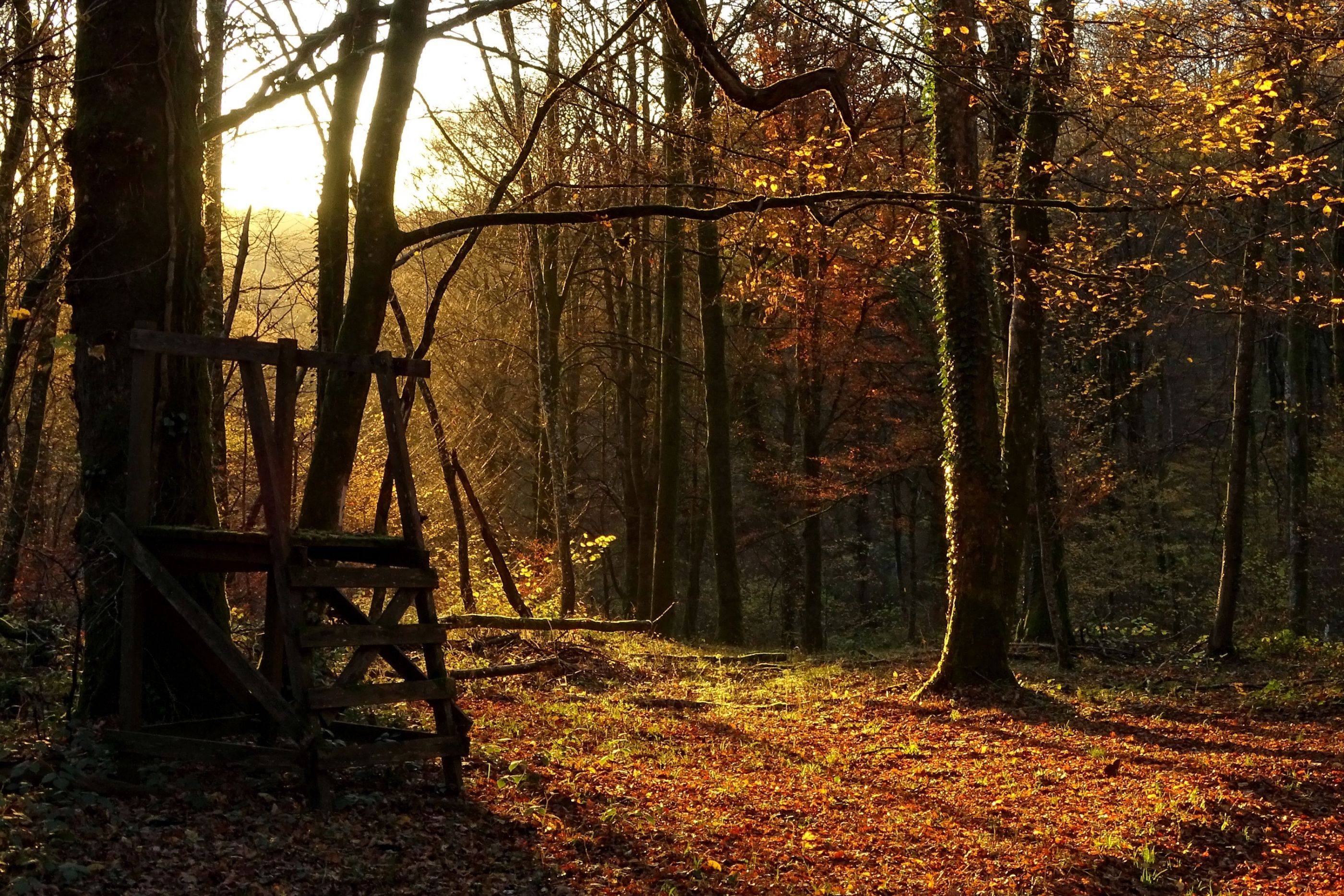 Après-midi d'automne